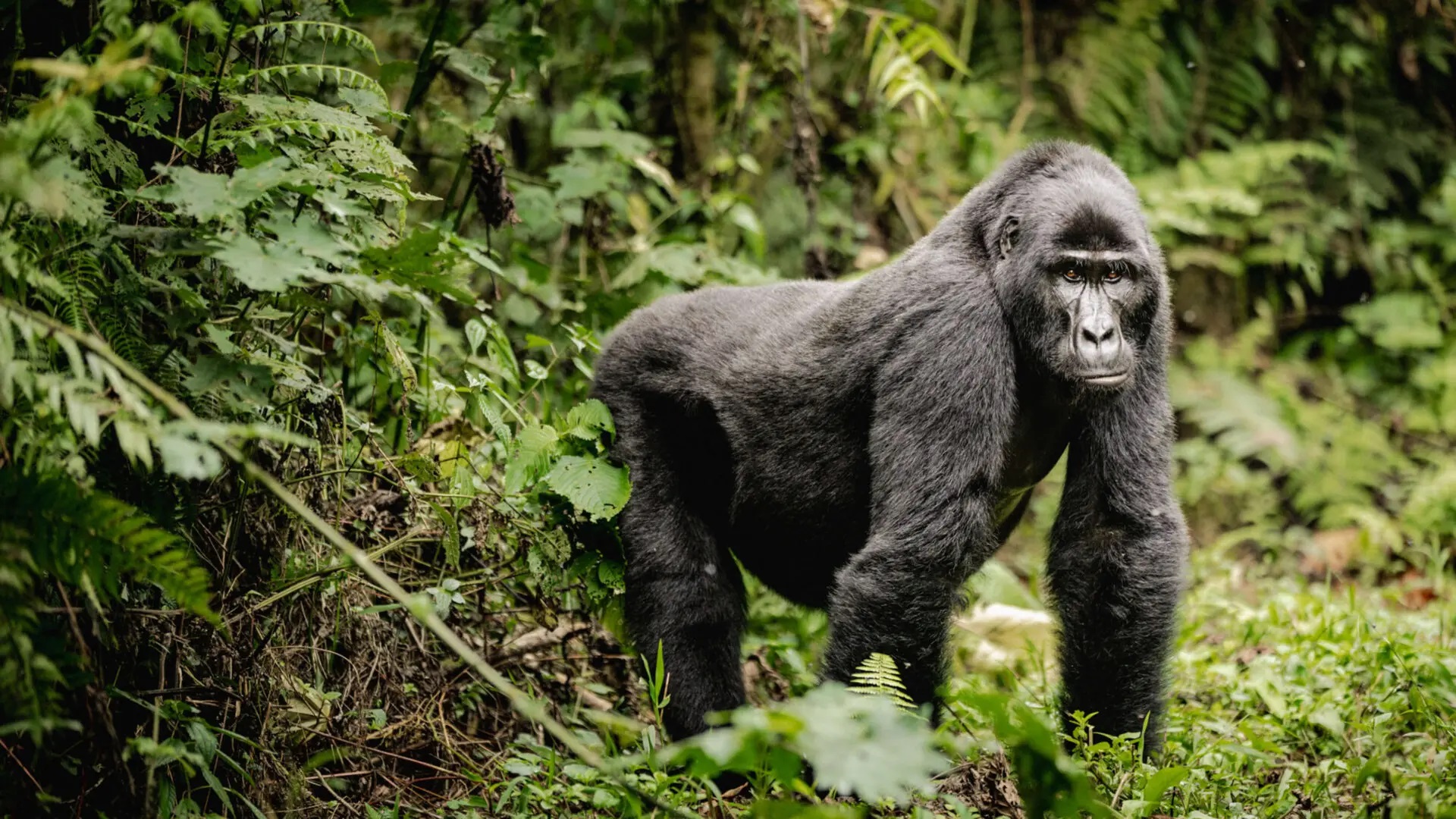 10 things to do on 9 Days budget Rwanda safari and gorilla trekking tour